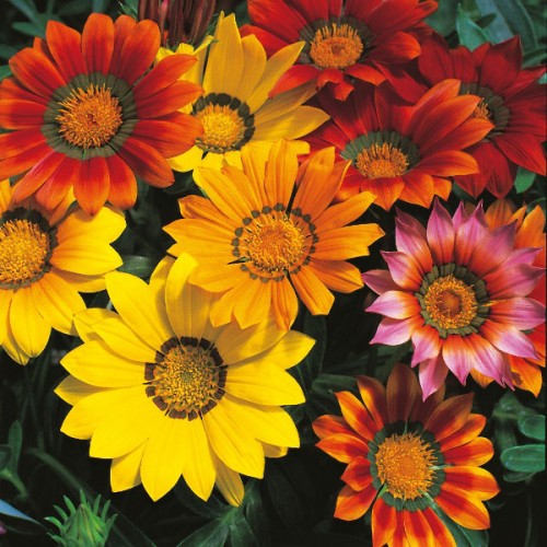 Газания Микс / Gazania splendens