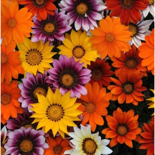 Газания Микс / Gazania splendens