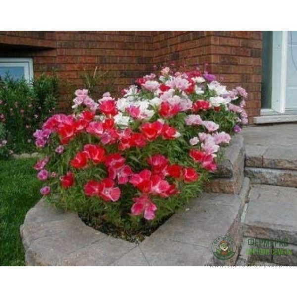 Годеция Микс Godetia grandiflora