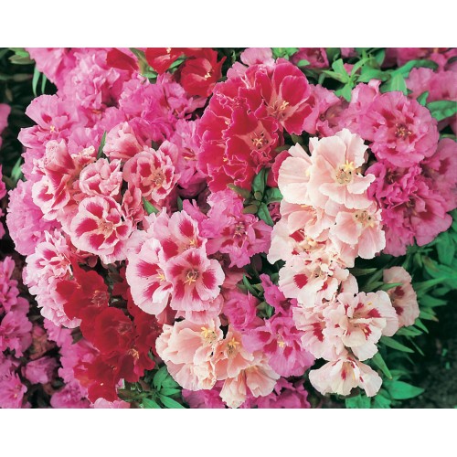 Годеция Микс / Godetia grandiflora