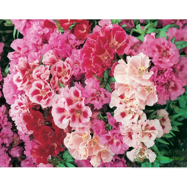 Годеция Микс Godetia grandiflora