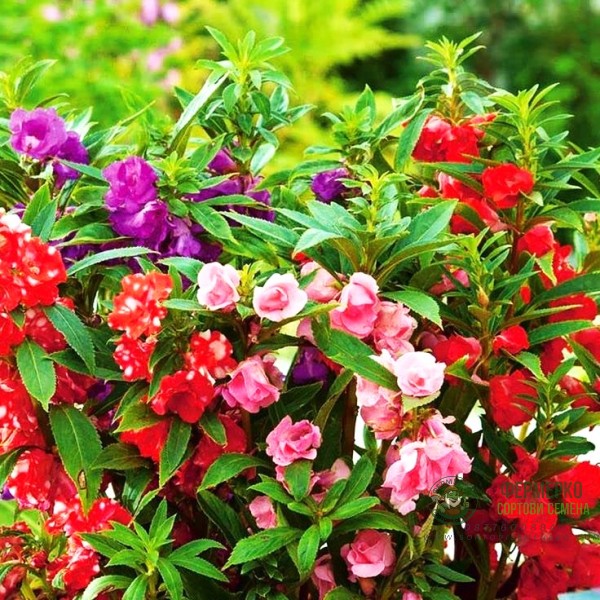 Импатиенс двоен Микс Impatiens balsamina