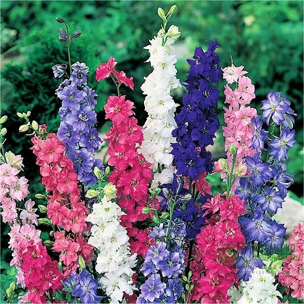 Императорски Делфиниум микс Speronella Imperiale
