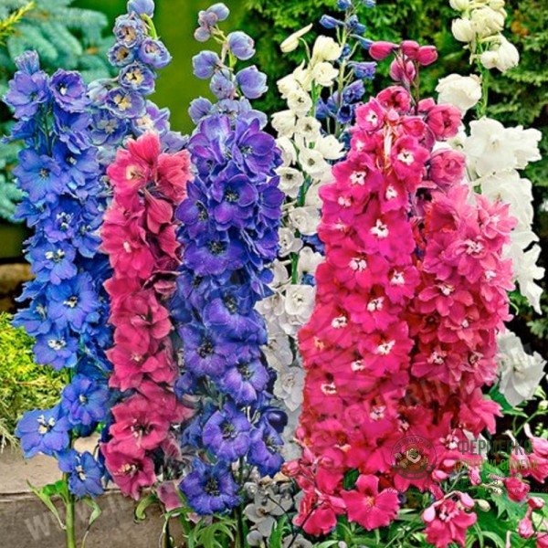 Императорски Делфиниум микс Speronella Imperiale