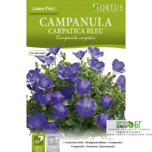 Кампанула Синя / Campanula Carpatica Кампанула Синя / Campanula Carpatica