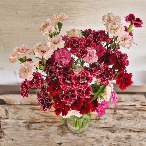Карамфил Китайски Двоен Микс / Dianthus chinensis