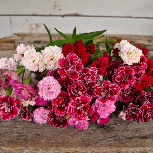 Карамфил Китайски Двоен Микс / Dianthus chinensis