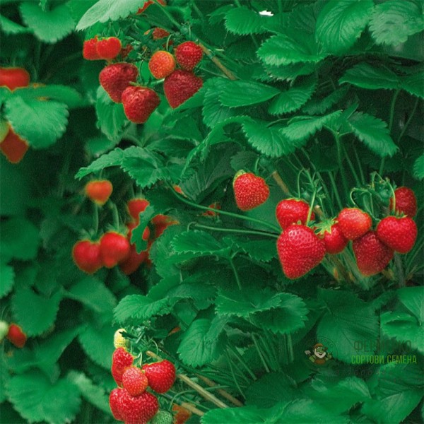 Каскадни Ягоди Fragole Rampicanti Каскадни Ягоди Fragole Rampicanti