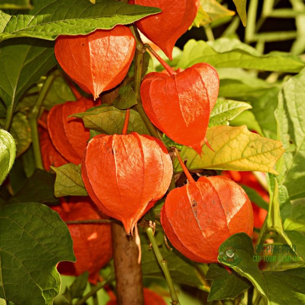 Физалис (Китайски фенер) Physalis Alkenkengii