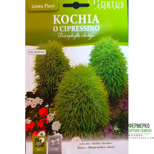 Кохия (Летен Кипарис) / Tricophylla Childjii