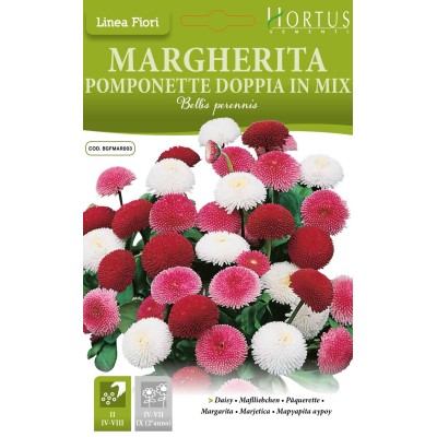 Парички Двойни Помпони Микс / Bellis perennis
