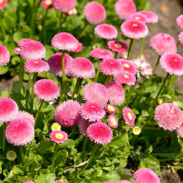 Парички Двойни Помпони Микс Bellis perennis Парички Двойни Помпони Микс Bellis perennis