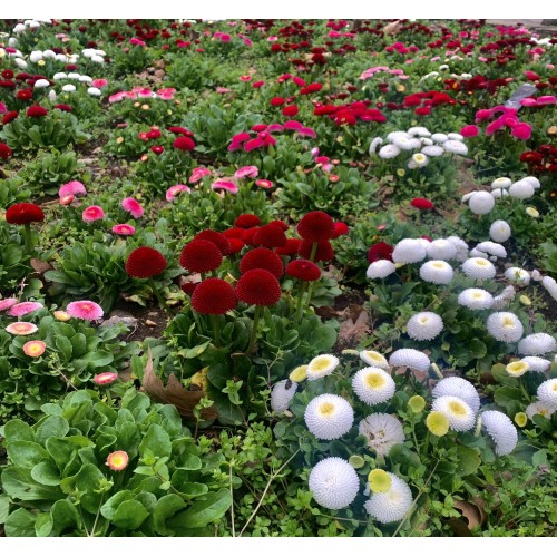 Парички Двойни Помпони Микс / Bellis perennis