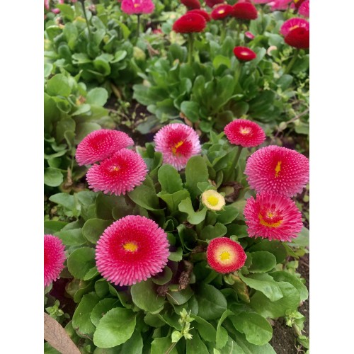 Парички Двойни Помпони Микс / Bellis perennis