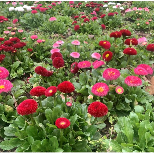 Парички Двойни Помпони Микс / Bellis perennis