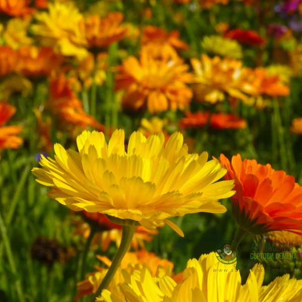 Невен Двоен Микс Calendula officinalis Невен Двоен Микс Calendula officinalis