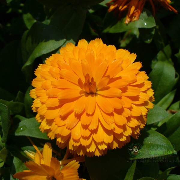 Невен Двоен Микс Calendula officinalis Невен Двоен Микс Calendula officinalis