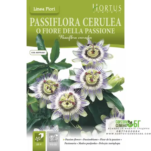 Синя Пасифлора / Passiflora Cerulea