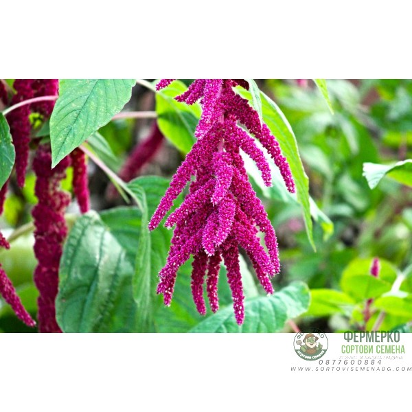 Амарант Лисича опашка Amaranthus
