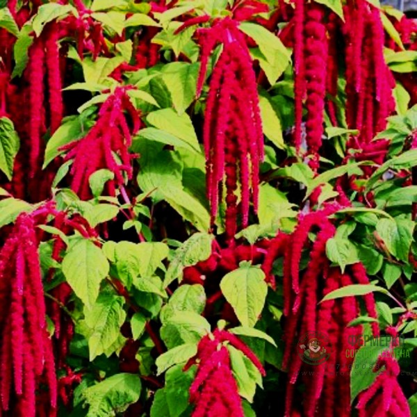 Амарант Лисича опашка Amaranthus