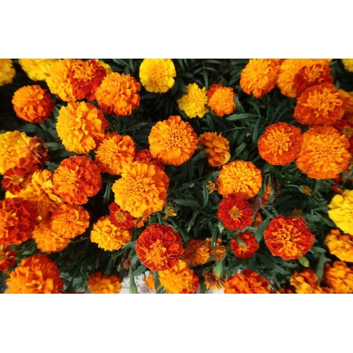 Тагетес Френски Джудже Микс / Tagetes patula-erecta