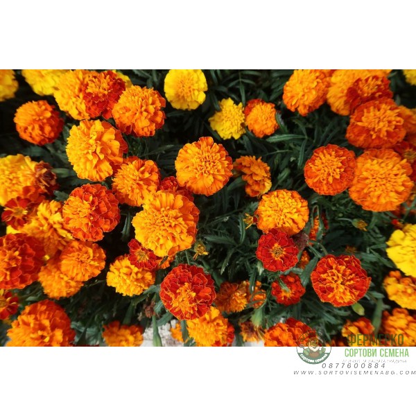 Тагетес Френски Джудже Микс Tagetes patula-erecta Тагетес Френски Джудже Микс Tagetes patula-erecta