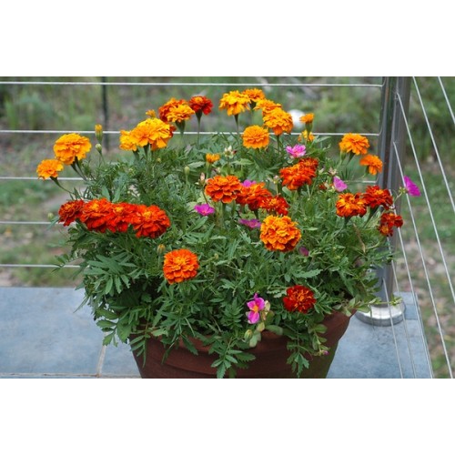 Тагетес Френски Джудже Микс / Tagetes patula-erecta