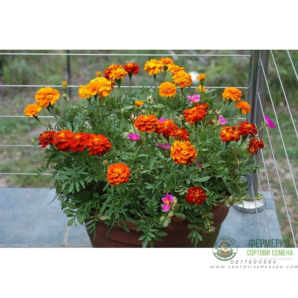 Тагетес Френски Джудже Микс Tagetes patula-erecta Тагетес Френски Джудже Микс Tagetes patula-erecta