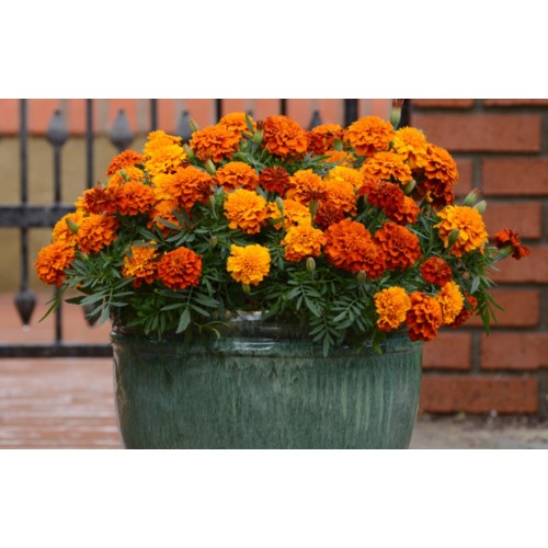 Тагетес Френски Джудже Микс / Tagetes patula-erecta