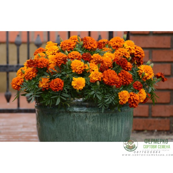 Тагетес Френски Джудже Микс Tagetes patula-erecta Тагетес Френски Джудже Микс Tagetes patula-erecta