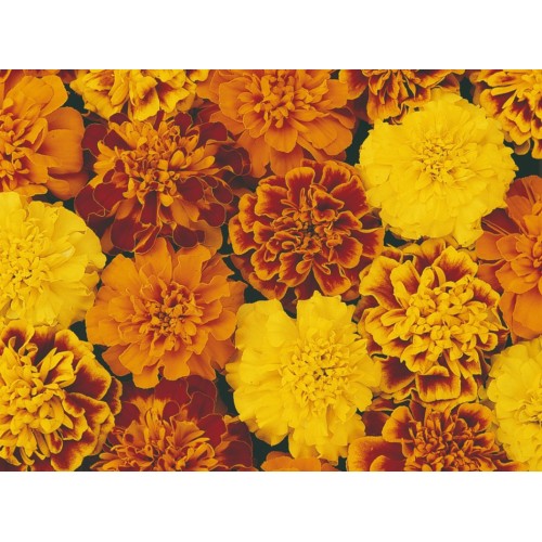 Тагетес Френски Джудже Микс / Tagetes patula-erecta