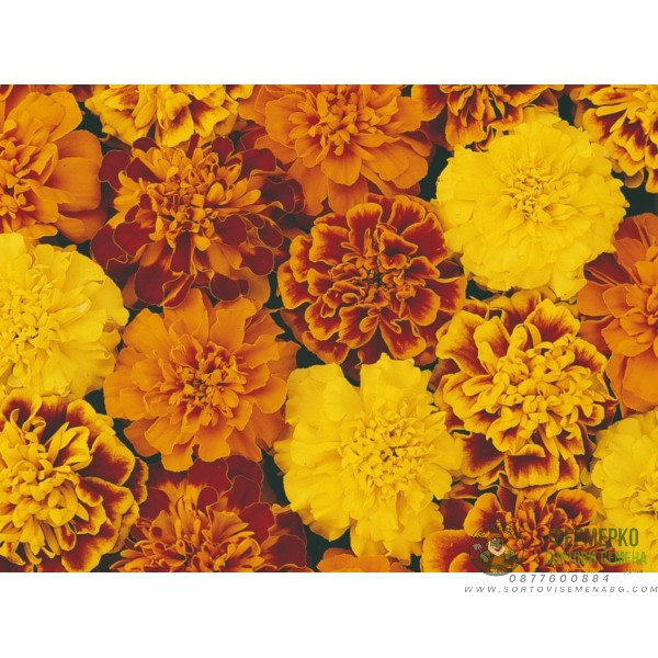 Тагетес Френски Джудже Микс Tagetes patula-erecta Тагетес Френски Джудже Микс Tagetes patula-erecta