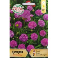 Армерия / Armeria maritima
