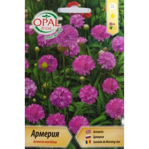 Армерия / Armeria maritima