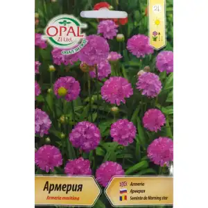 Армерия / Armeria maritima
