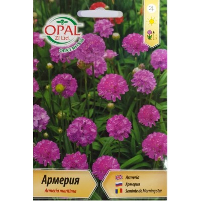 Армерия / Armeria maritima
