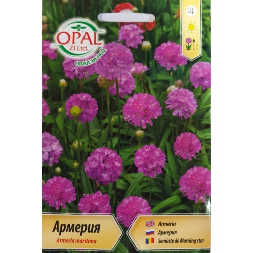 Армерия / Armeria maritima