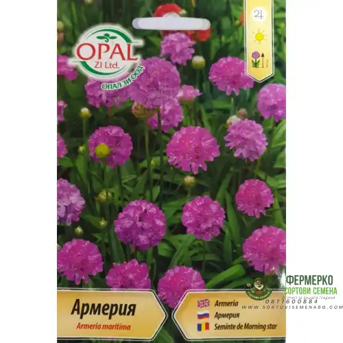 Армерия / Armeria maritima