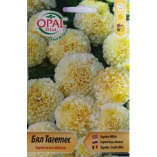 Бял Тагетес Tagetes erecta Albatros