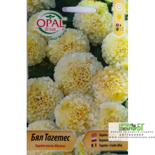 Бял Тагетес / Tagetes erecta Albatros Бял Тагетес / Tagetes erecta Albatros