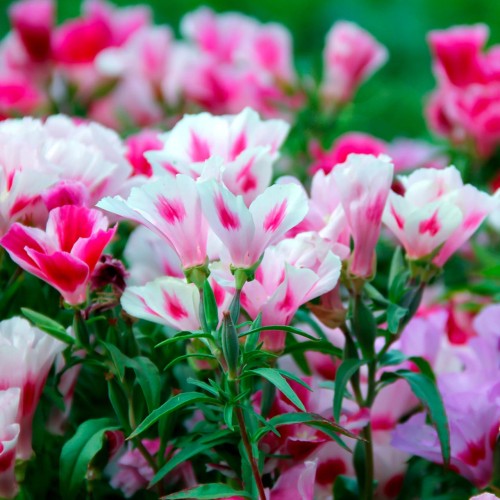 Годеция Микс / Godetia grandiflora