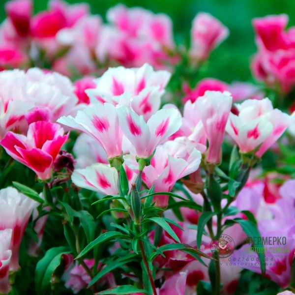 Годеция Микс Godetia grandiflora