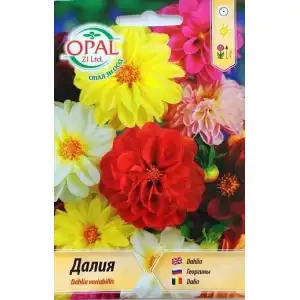 Далия (Гергина) Ниска / Dahlia variabillis