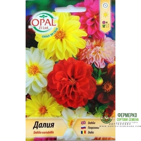 Далия (Гергина) Ниска Dahlia variabillis