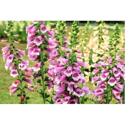 Дигиталис Микс / Digitalis purpurea