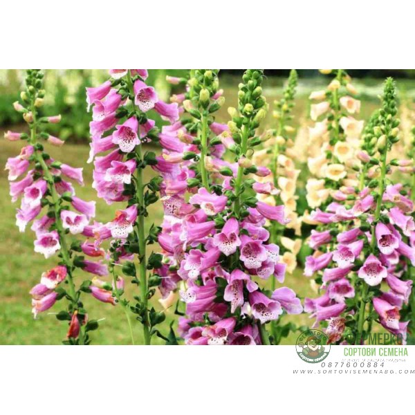 Дигиталис Микс Digitalis purpurea