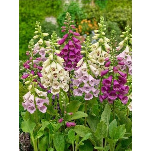 Дигиталис Микс / Digitalis purpurea