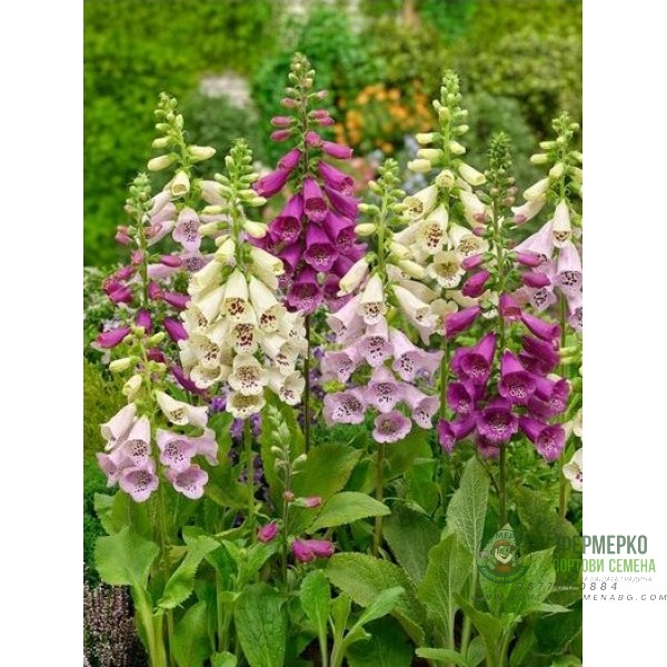 Дигиталис Микс Digitalis purpurea