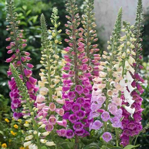 Дигиталис Микс / Digitalis purpurea