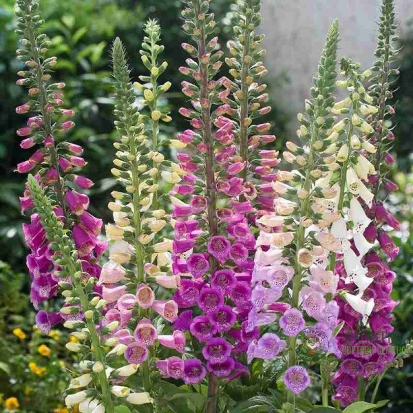 Дигиталис Микс Digitalis purpurea